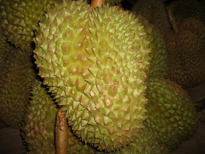[Durian-Fruit.jpg]