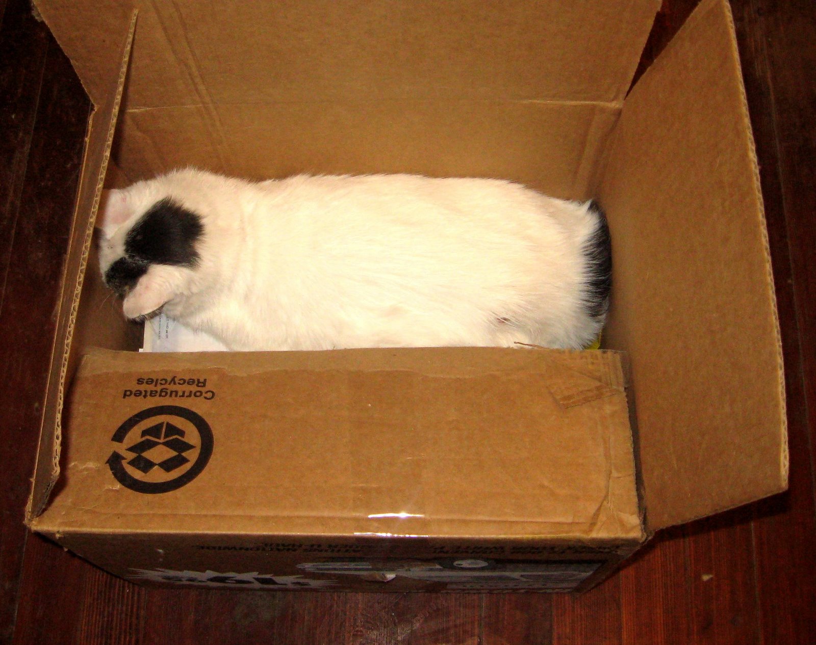 [Cat+in+Box+04.JPG]