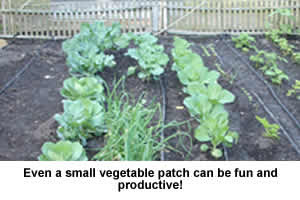 vegetable patch