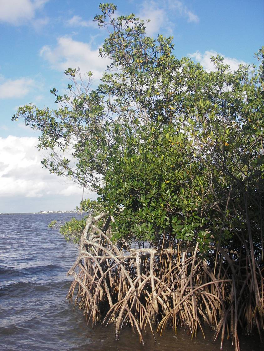 [mangrove.jpg]
