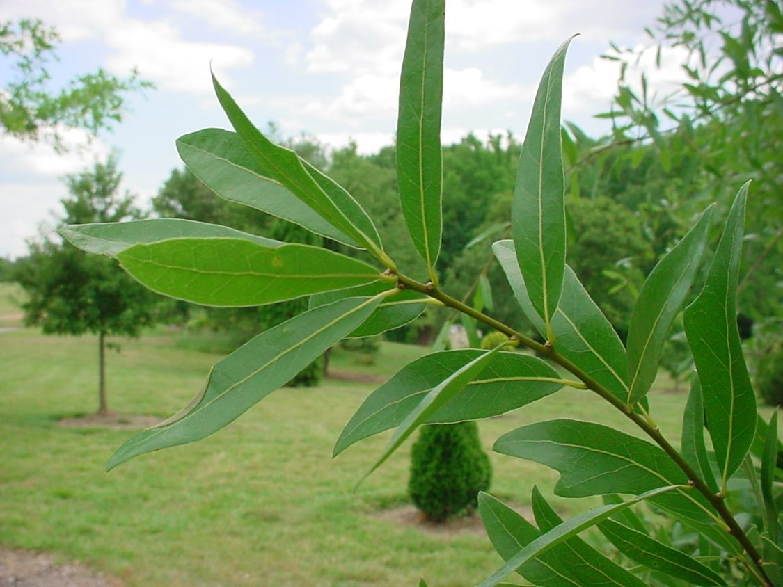 Laurel Oak leaves