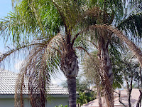 fusarium decline queen palm