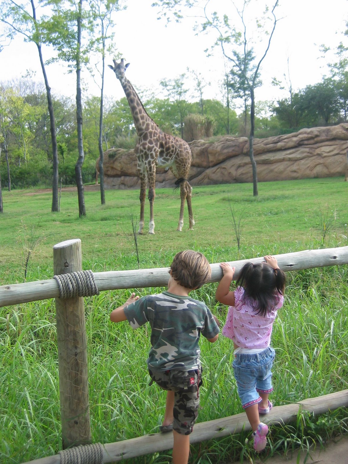 [checking+out+the+giraffes.jpg]