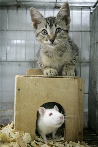 [cat and rat.jpg]