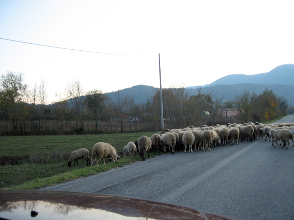 [sheep-crossing-2.jpg]