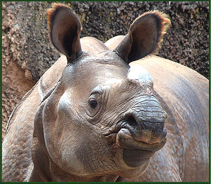 [indian-rhino.jpg]