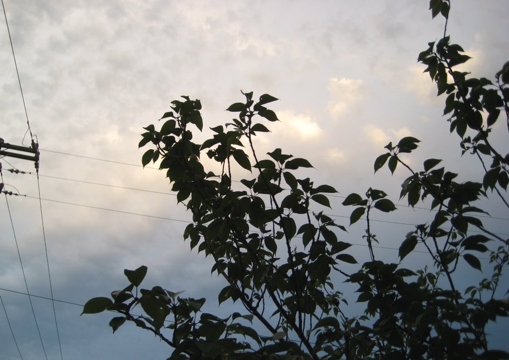 [Cherry+tree+and+sky.jpg]