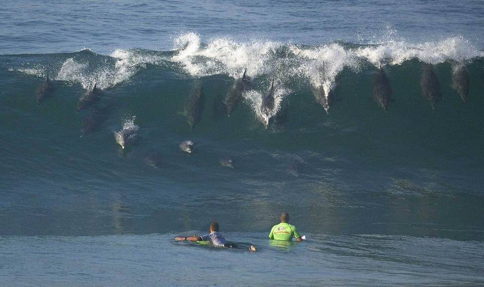 [surf+golfinhos.jpg]