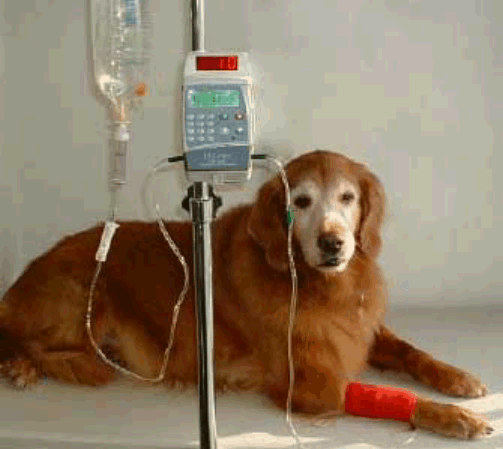 [fluid_therapy_dog.gif]