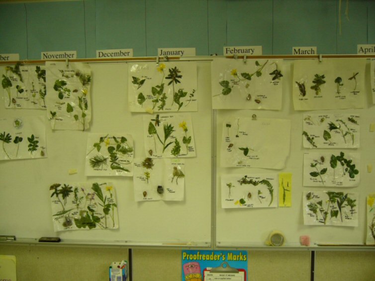 [Class+plant+collection.jpg]