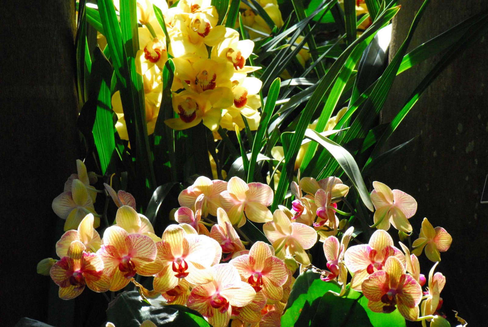 [backlit+orchids.jpg]