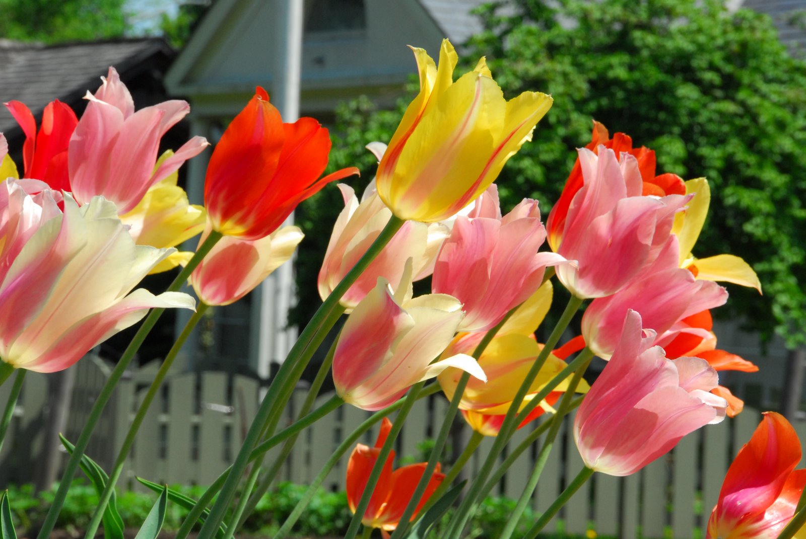[tulips+pastel+diagonal.jpg]