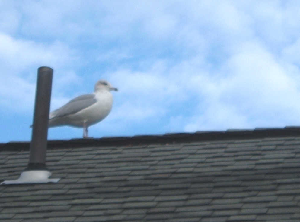 [Seagull+in+Waiting.jpg]