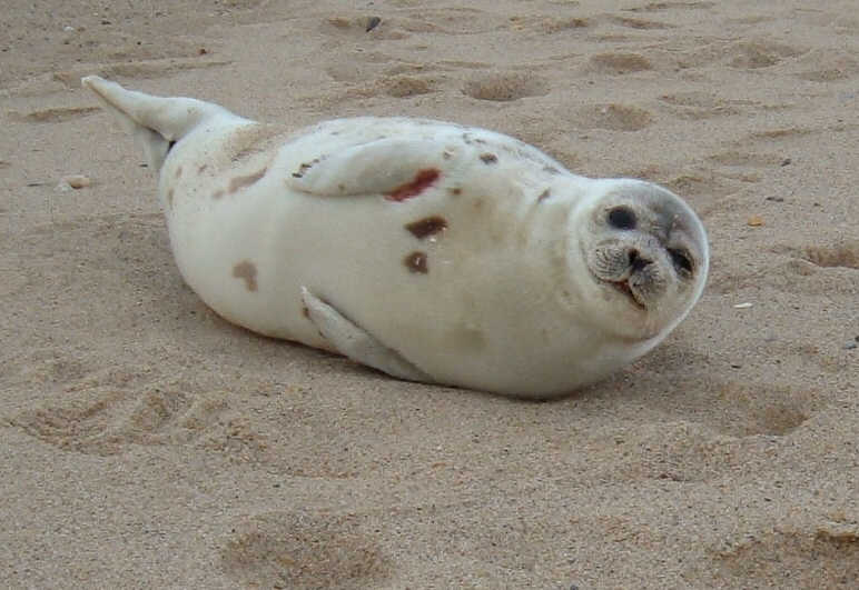 [Seal+on+the+Beach.jpg]