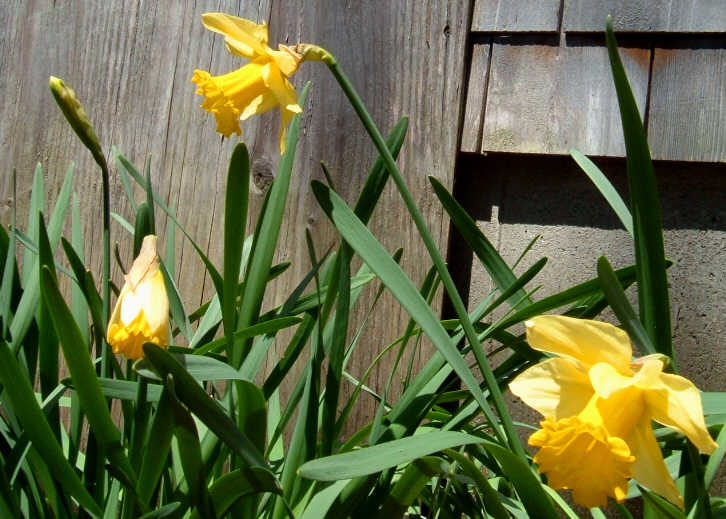 [Daffodils.jpg]