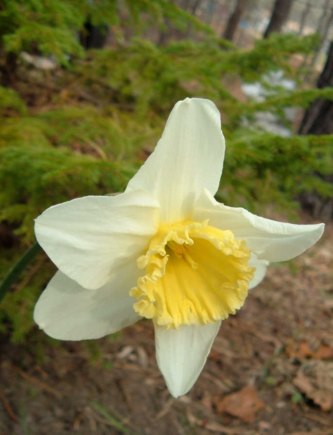 [Pale+Daffodil.jpg]