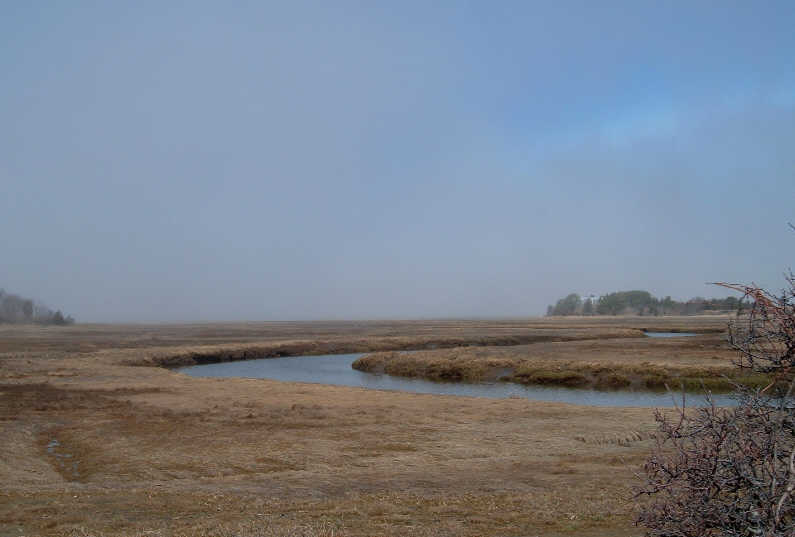[Foggy+Marsh+Morning.jpg]