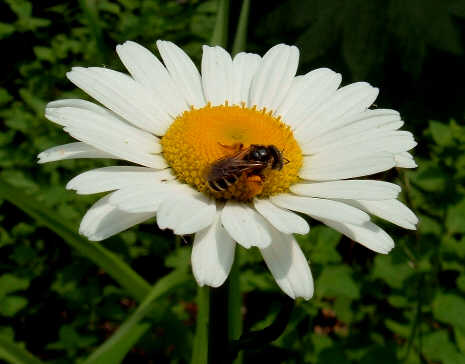 [Daisy+Bee.jpg]