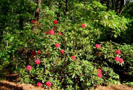 [Red+Rhododendron.jpg]