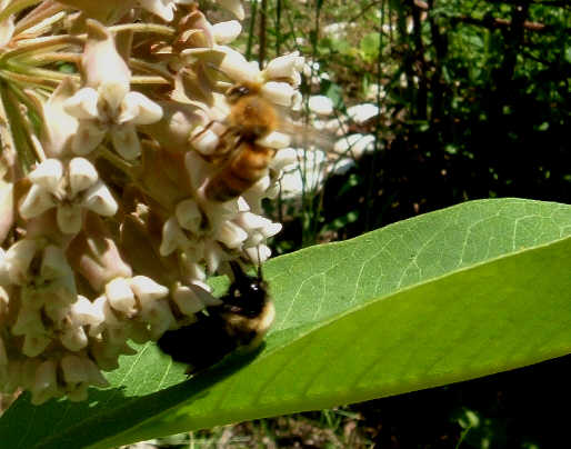 [Bees+on+Milkweed.jpg]