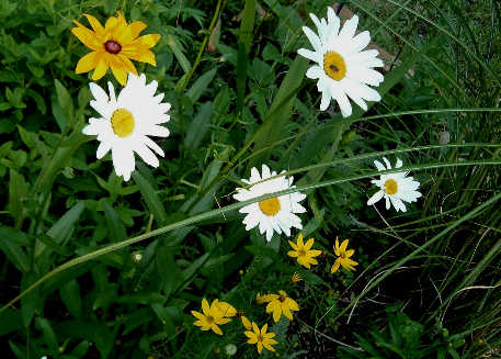 [Daisy+Coreopsis+and+Grass.jpg]