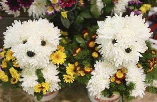 [two+flower+puppies.jpg]