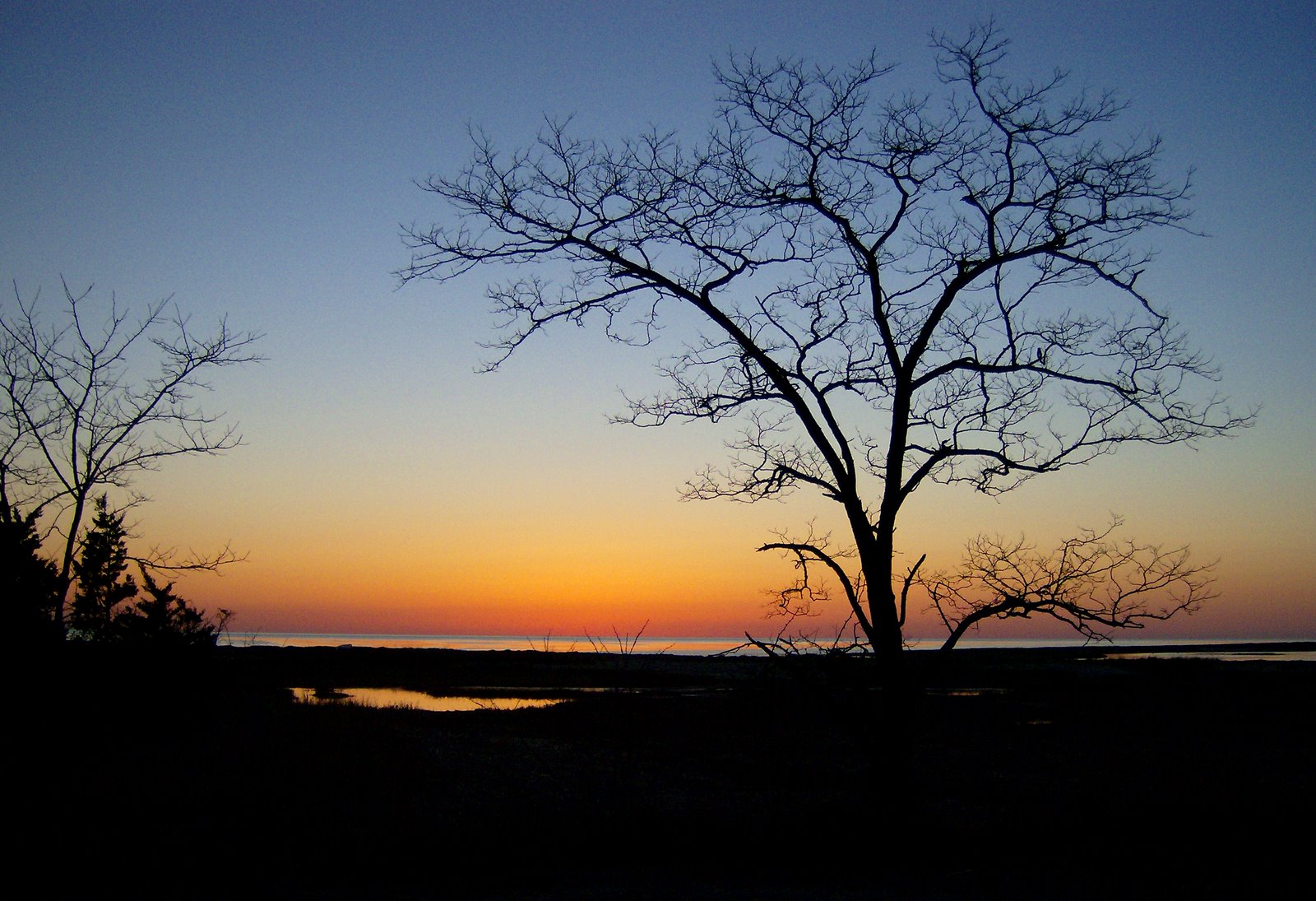 [Sunset+Tree+Eastham.jpg]