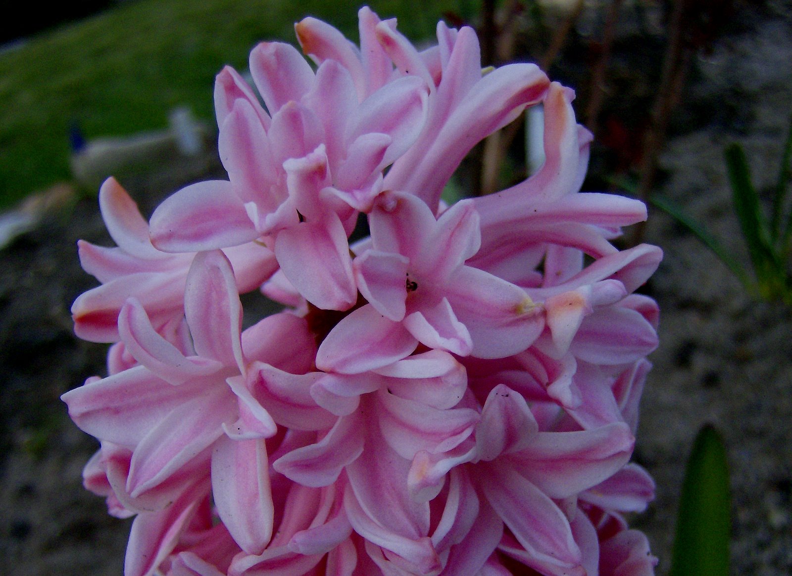 [Pink+Hyacinth.jpg]