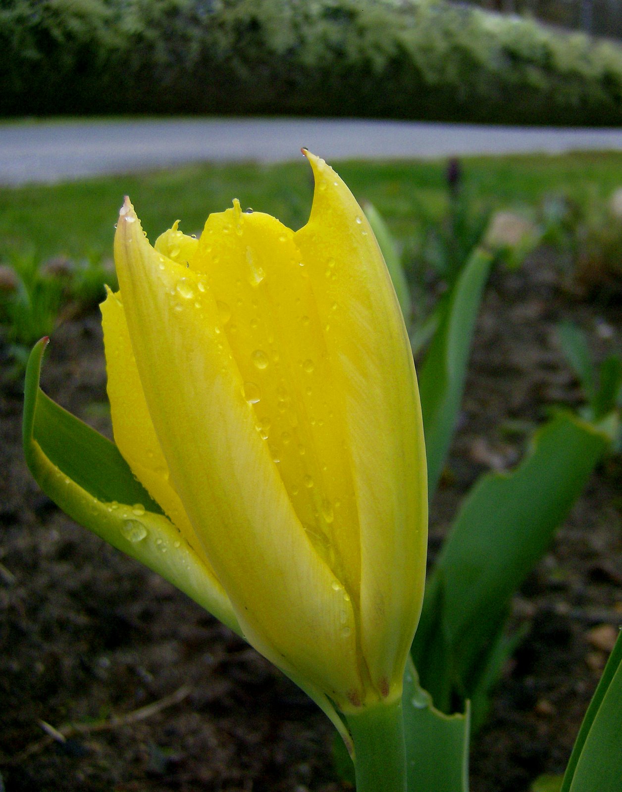 [Yellow+Alien+Tulip.jpg]