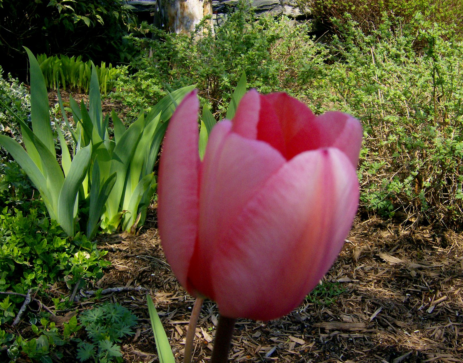 [Pink+Tulip+OJT.jpg]