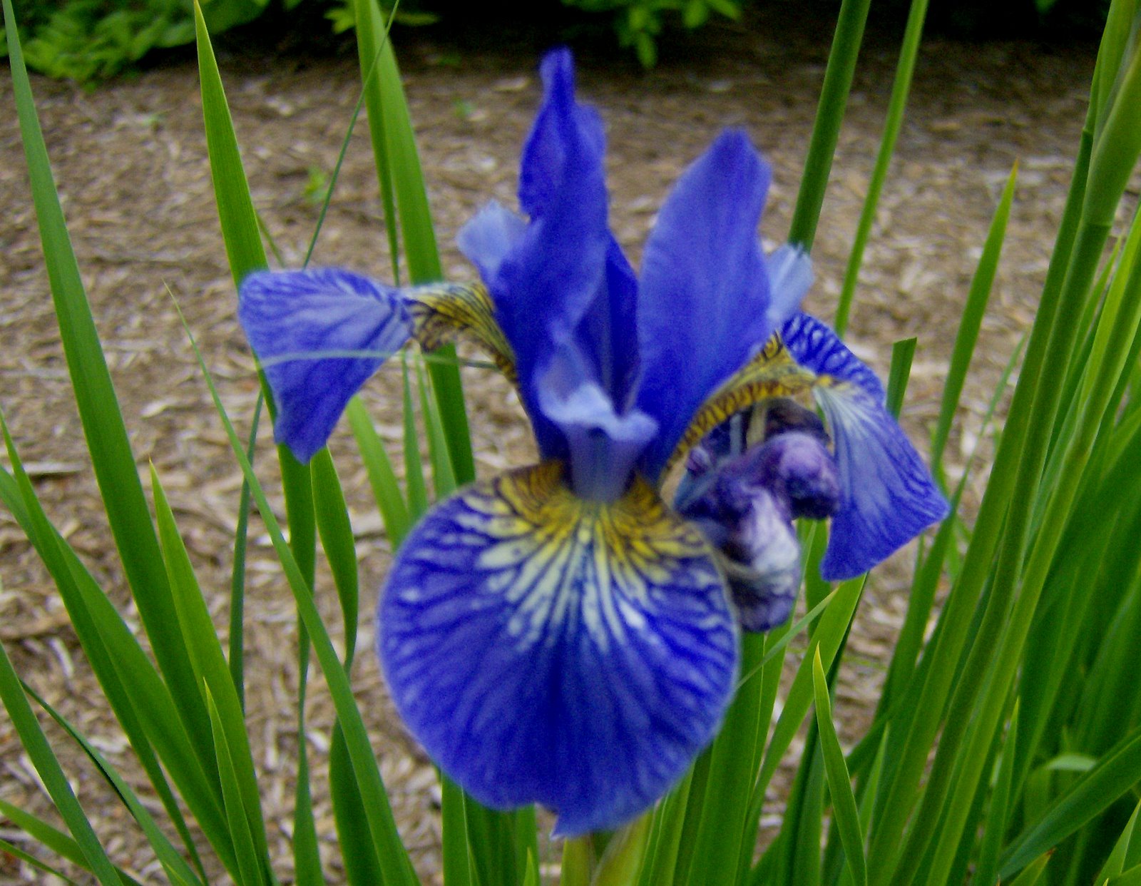 [Blue+Siberian+Iris.jpg]