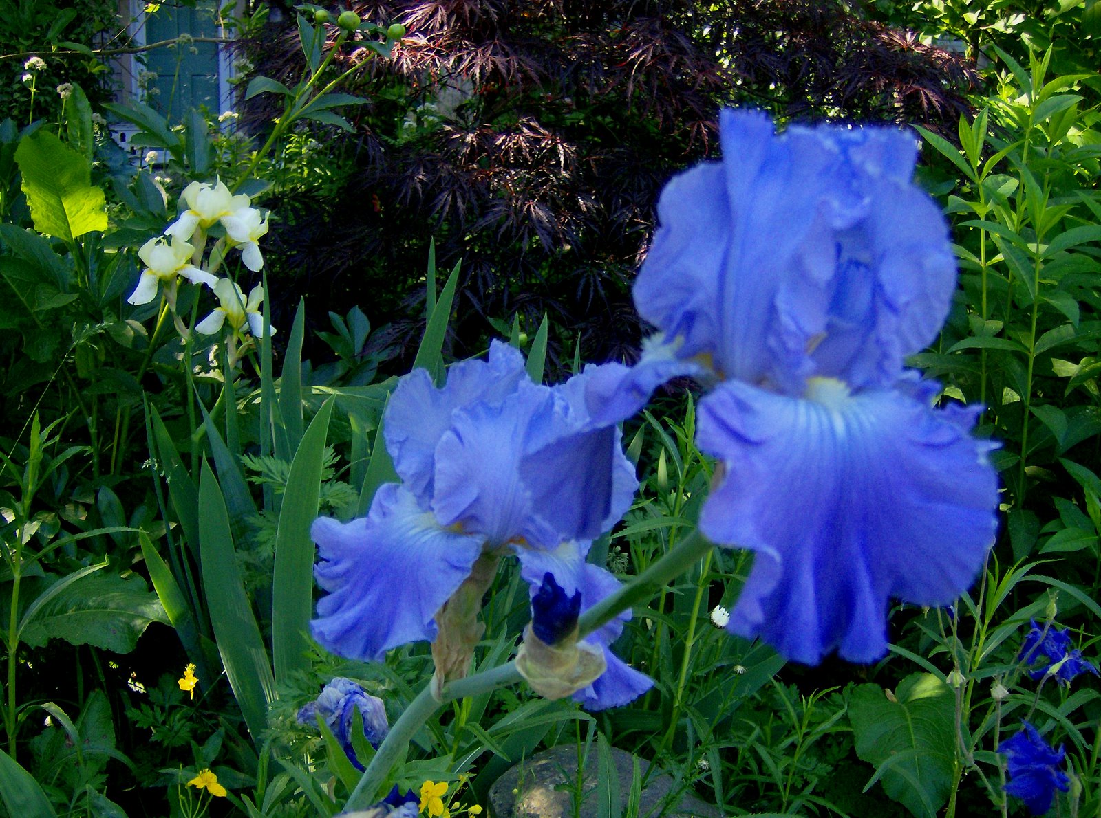 [Sky+Blue+Irises.jpg]