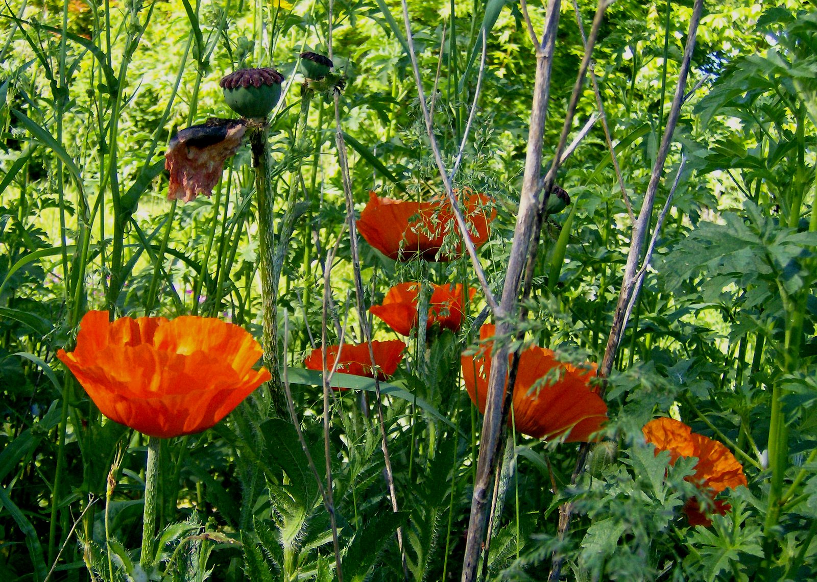 [Poppies+in+the+Wild.jpg]
