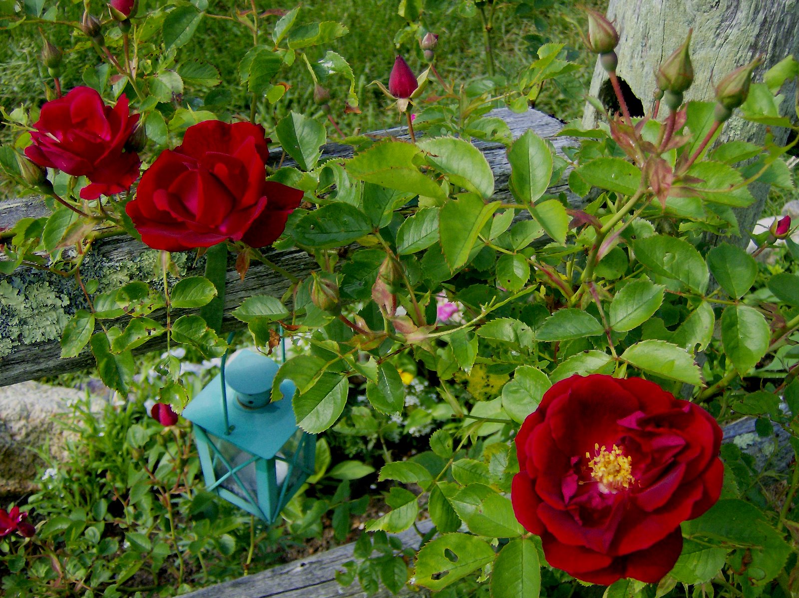 [Red+Fence+Roses.jpg]