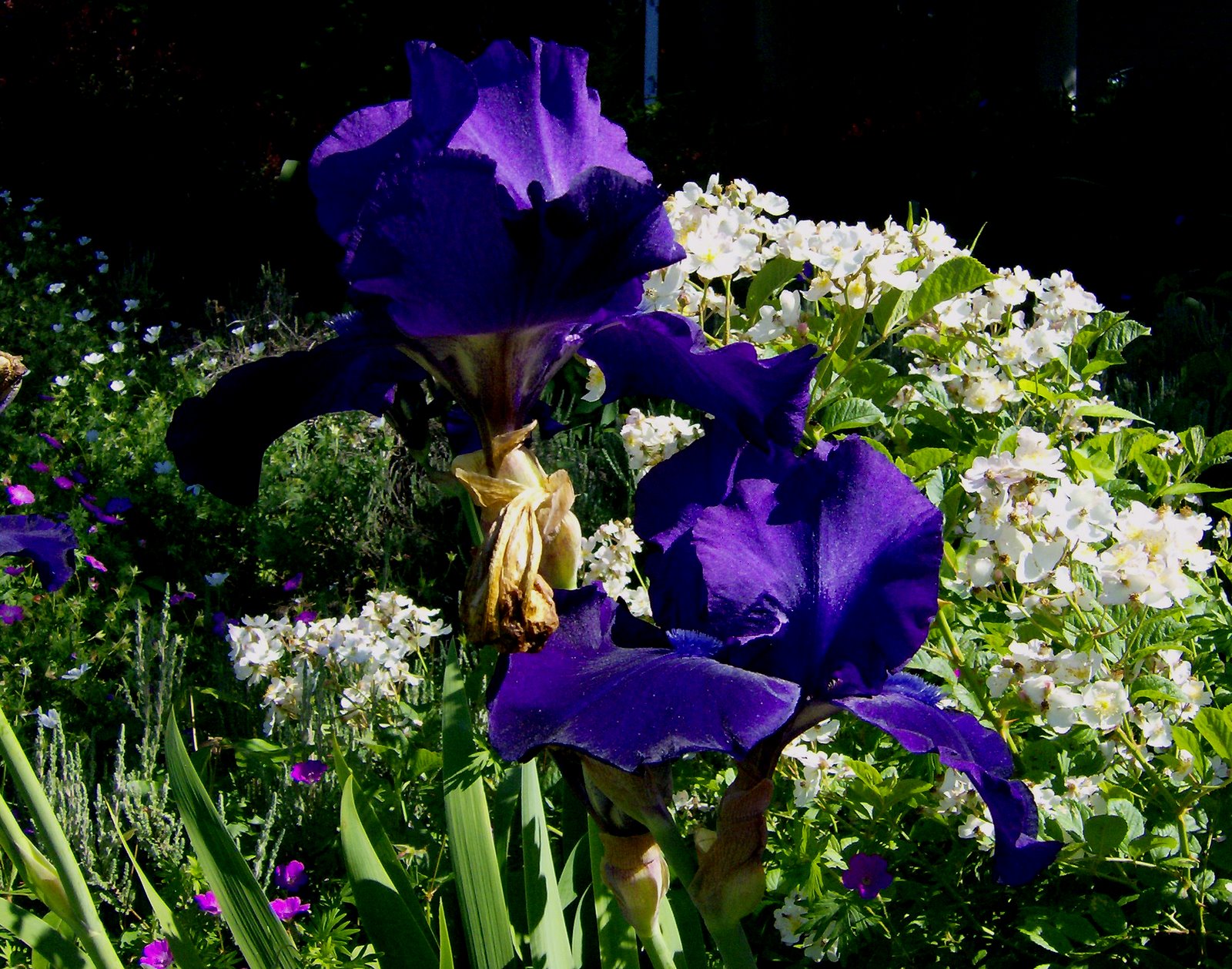 [Purple+Iris+fantasy.jpg]