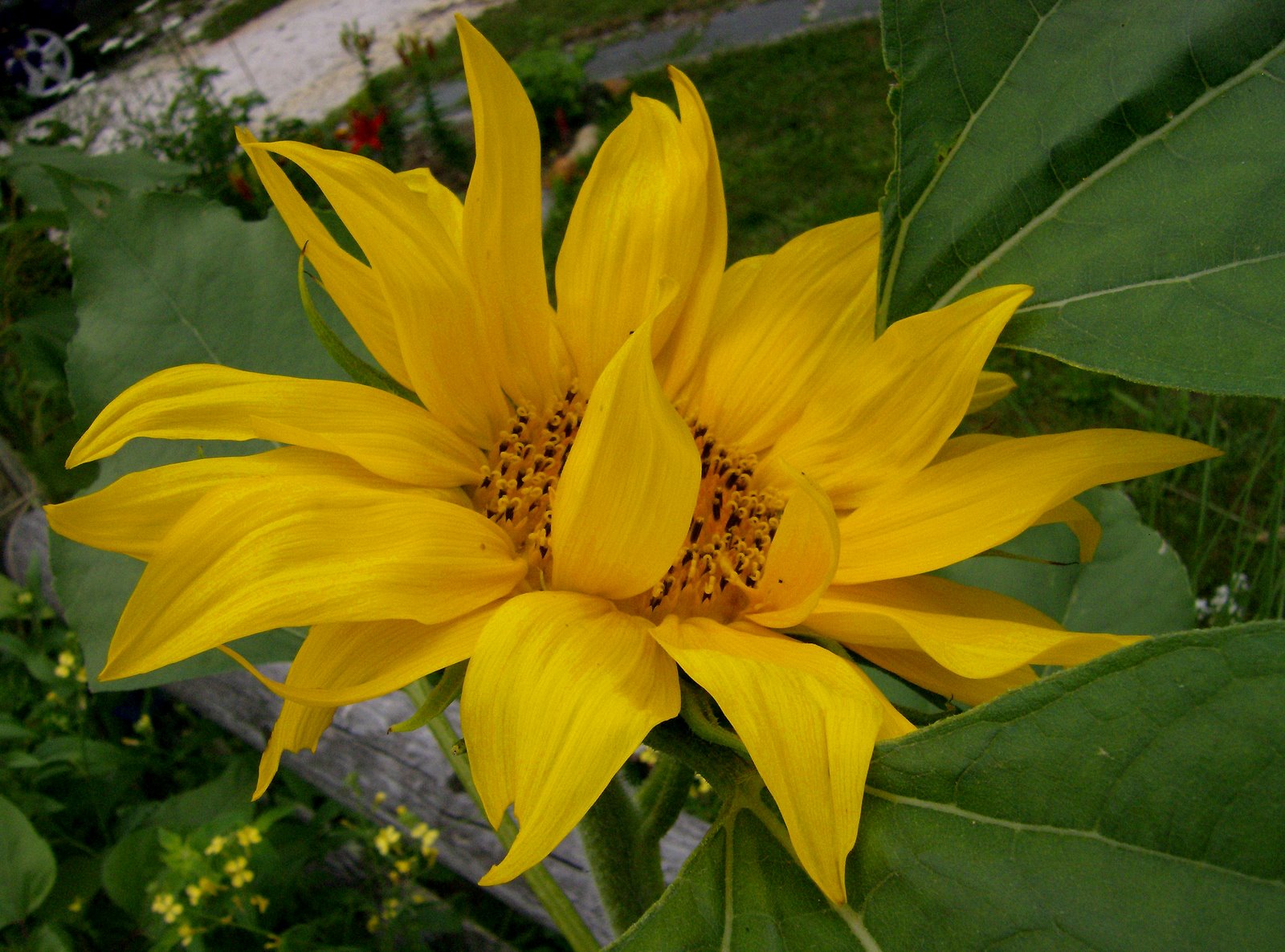 [Second+Sunflower.jpg]