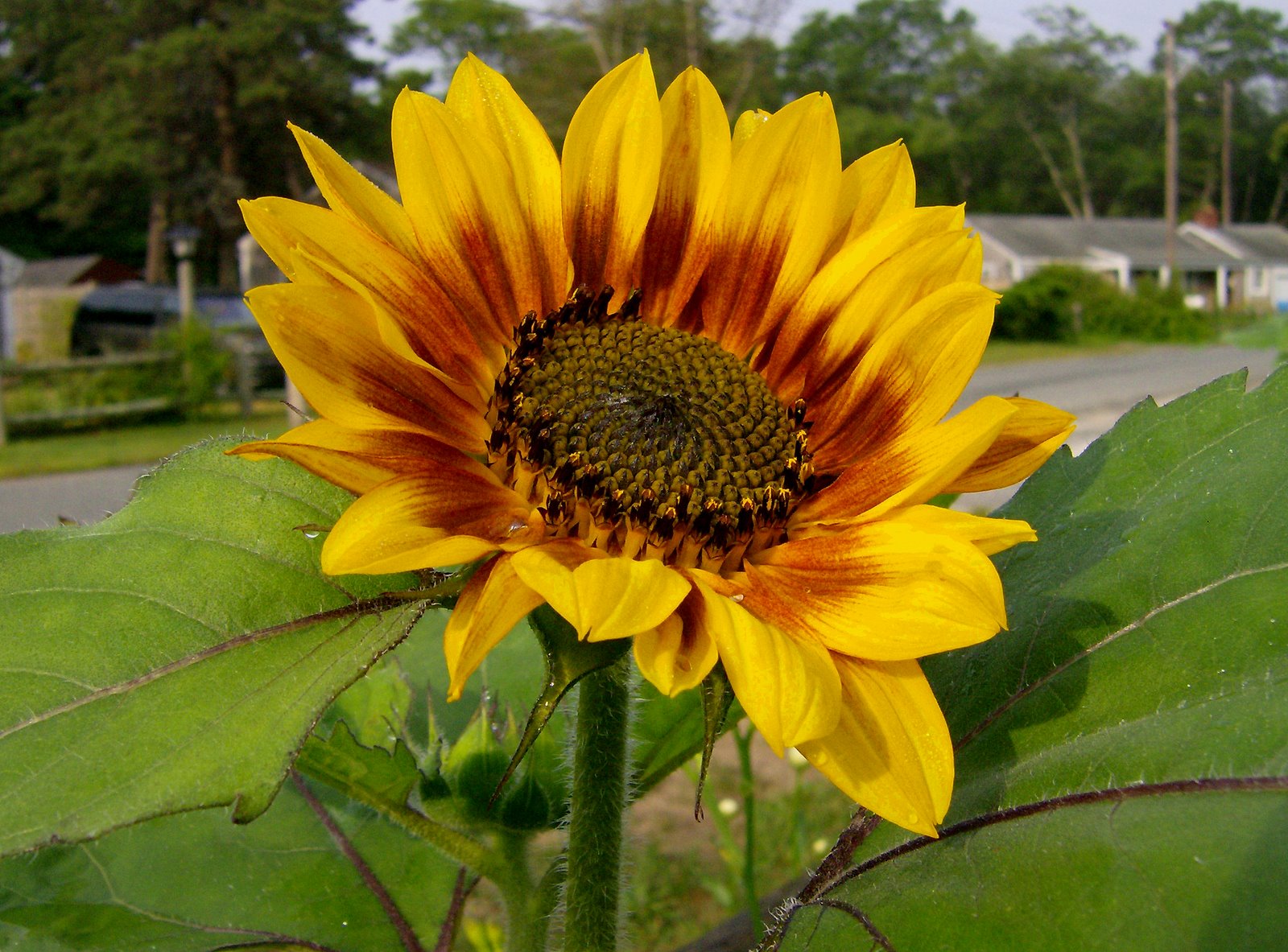 [First+Sunflower.jpg]