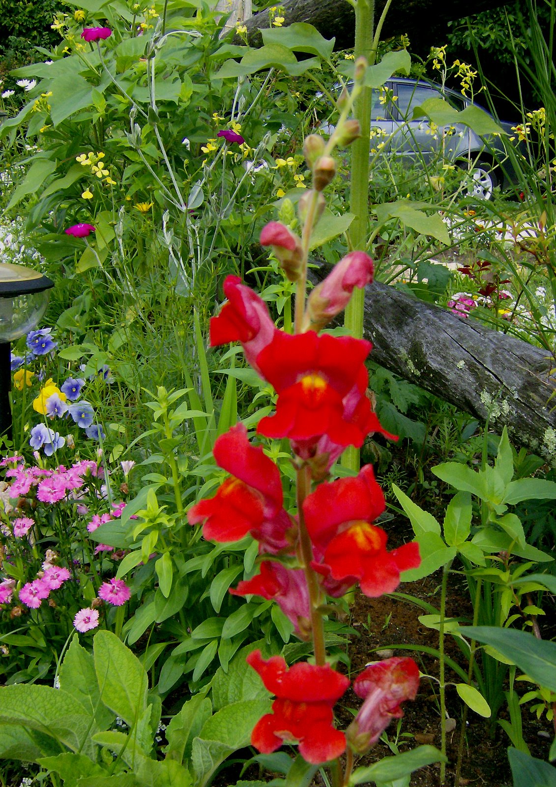 [Red+and+Yellow+Snapdragon.jpg]