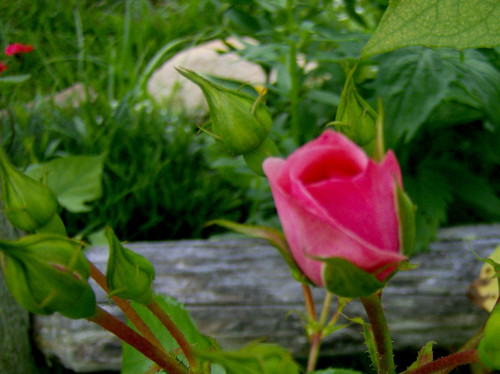 [Pink+Rose+bud+sniffed+by+Sunflower.jpg]