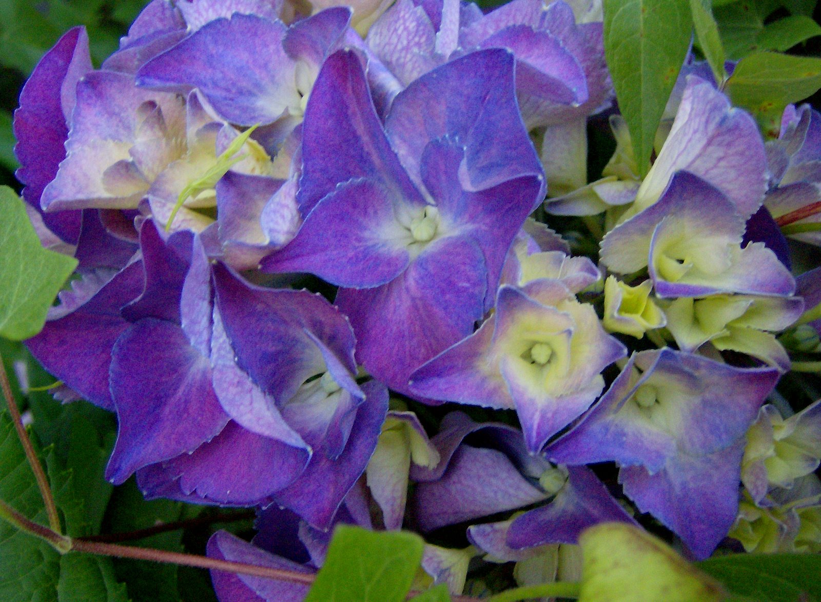 [Purple+Hydrangea+flowers.jpg]