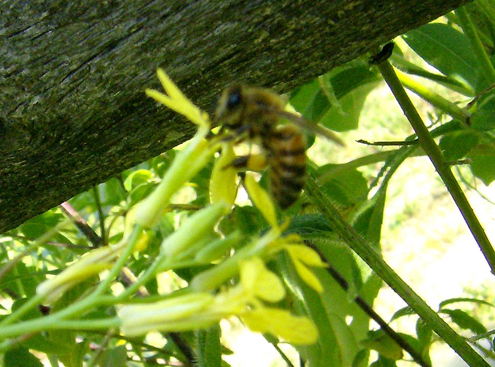 [Honeybee.jpg]