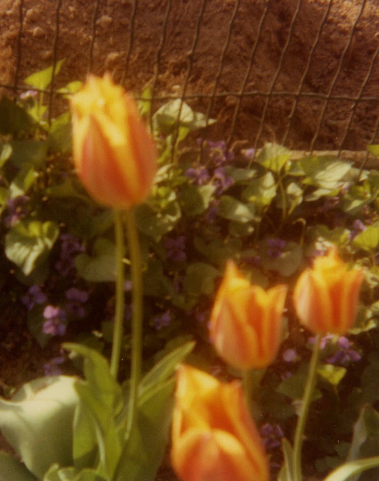 [WR+tulips+and+violets.jpg]