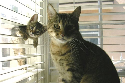 [Mama+cat+and+leaning+kitten.jpg]