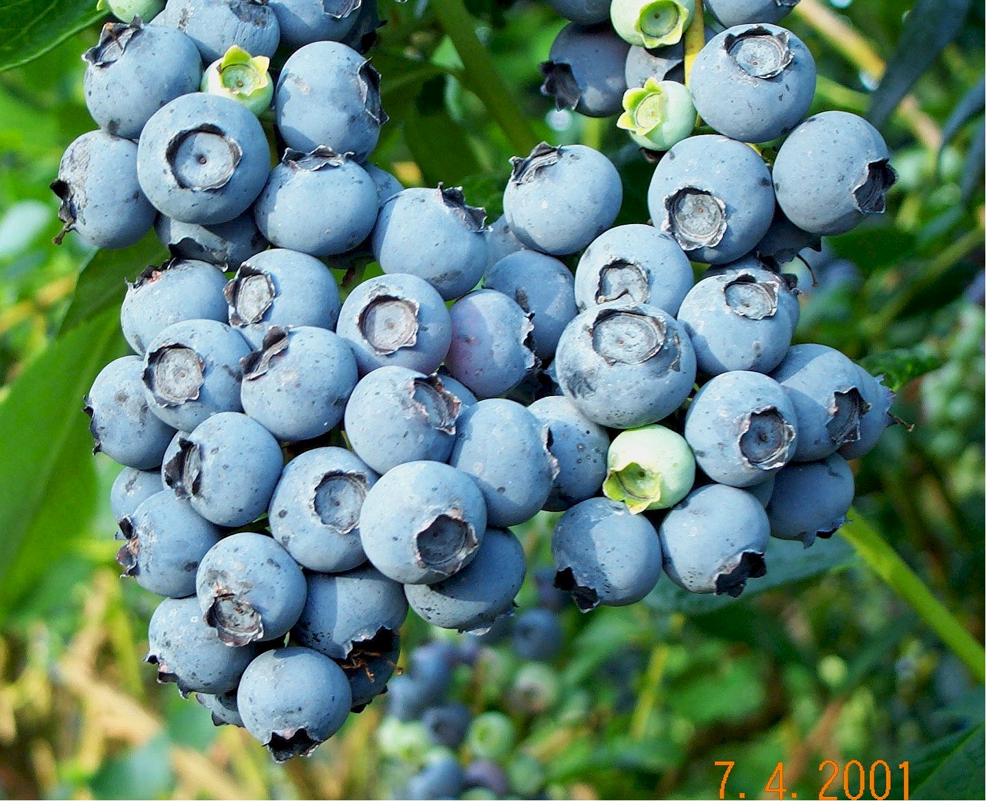 [Blueberry_Cluster.jpg]