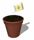 [plant_pot_dirt_seeding_md_wht.gif]
