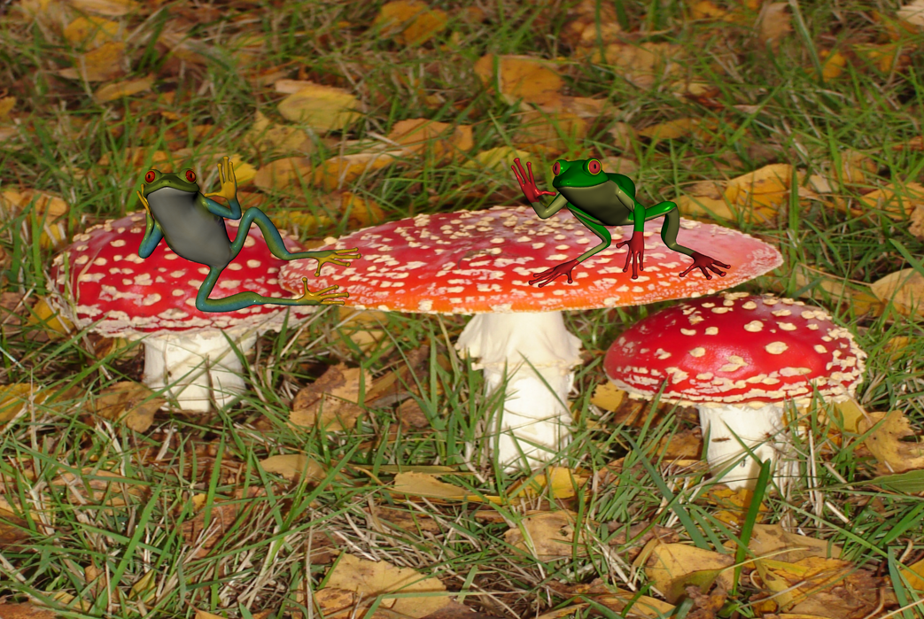 [frogs_lounging_on_toadstools.png]