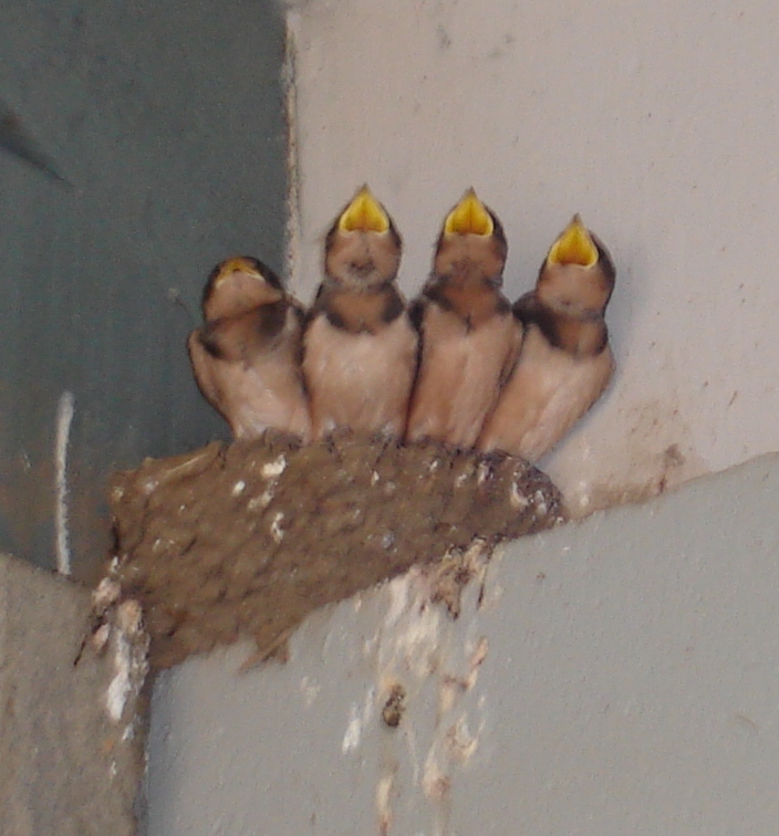 barn swallow chicks with mouths wide open