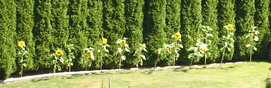 [row_of_sunflowers.jpg]