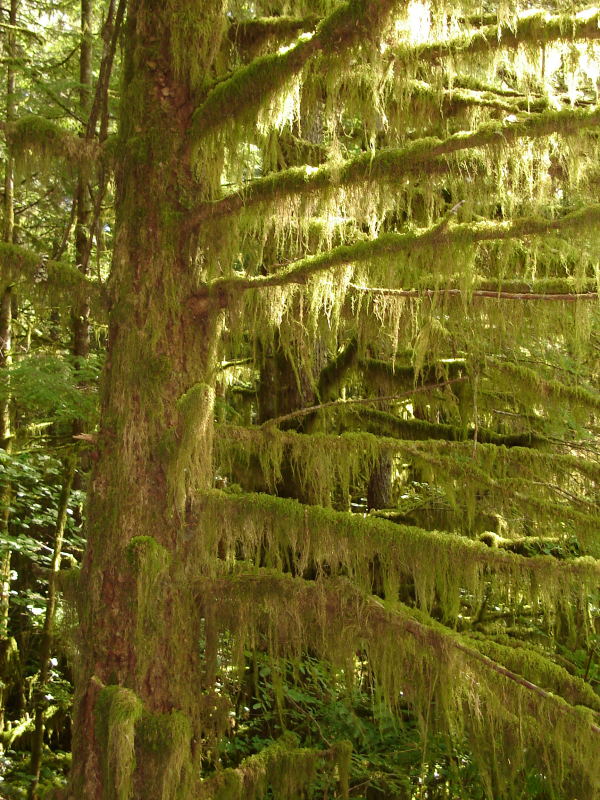 Spooky moss-covered tree