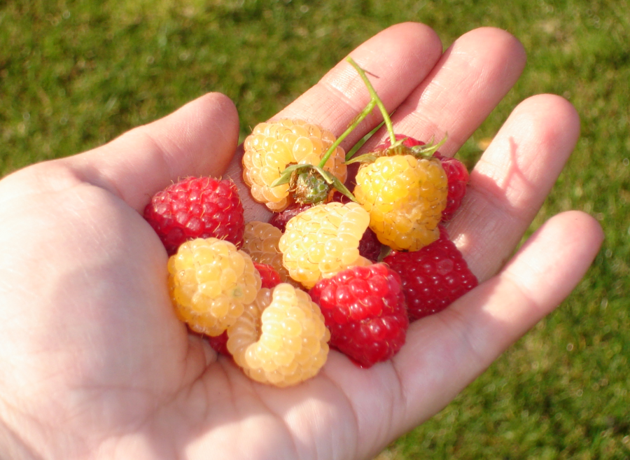 Happy handful of raspberries